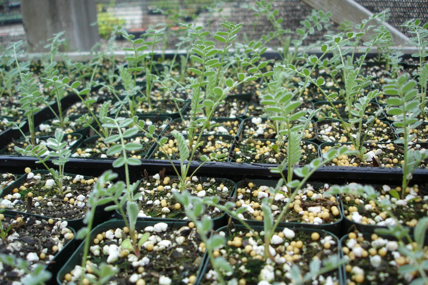Ventura marsh milkvetch seedlings, CPC plant, growing in the SBBG Conservation greenhouse