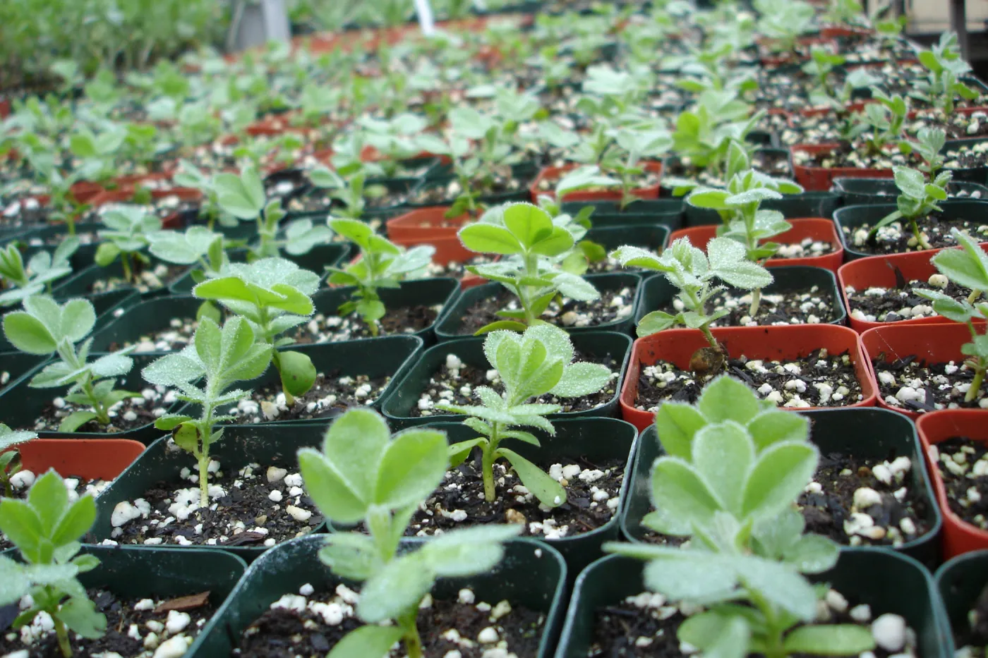 Thermopsis macrophylla seedlings, CPC plant, growing in the SBBG Conservation greenhouse