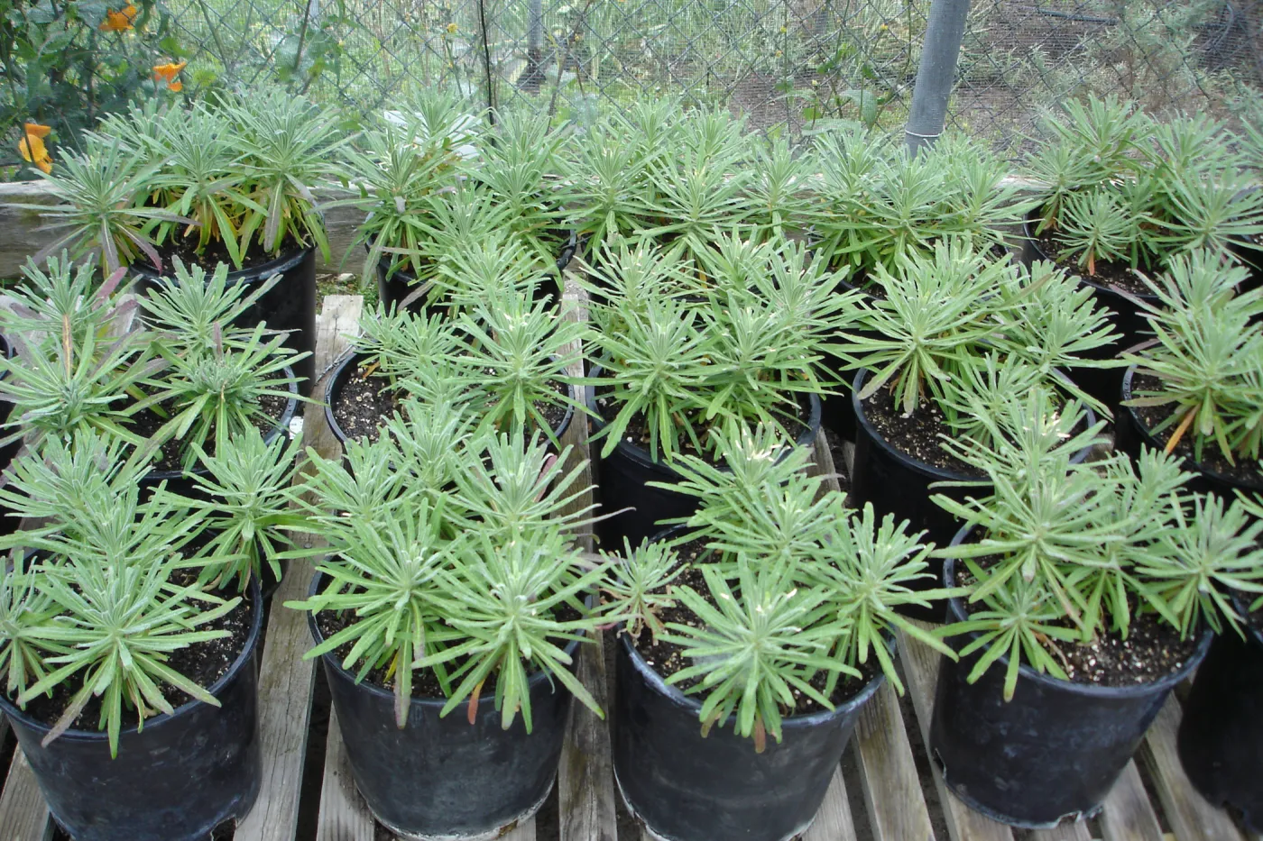 pots with Hoffmann's rock cress, Arabis hoffmannii, CPC plant, growing at the Hort Unit