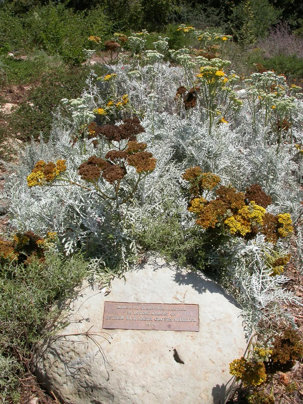 Wheeler Bench Plaque (Bench #62)