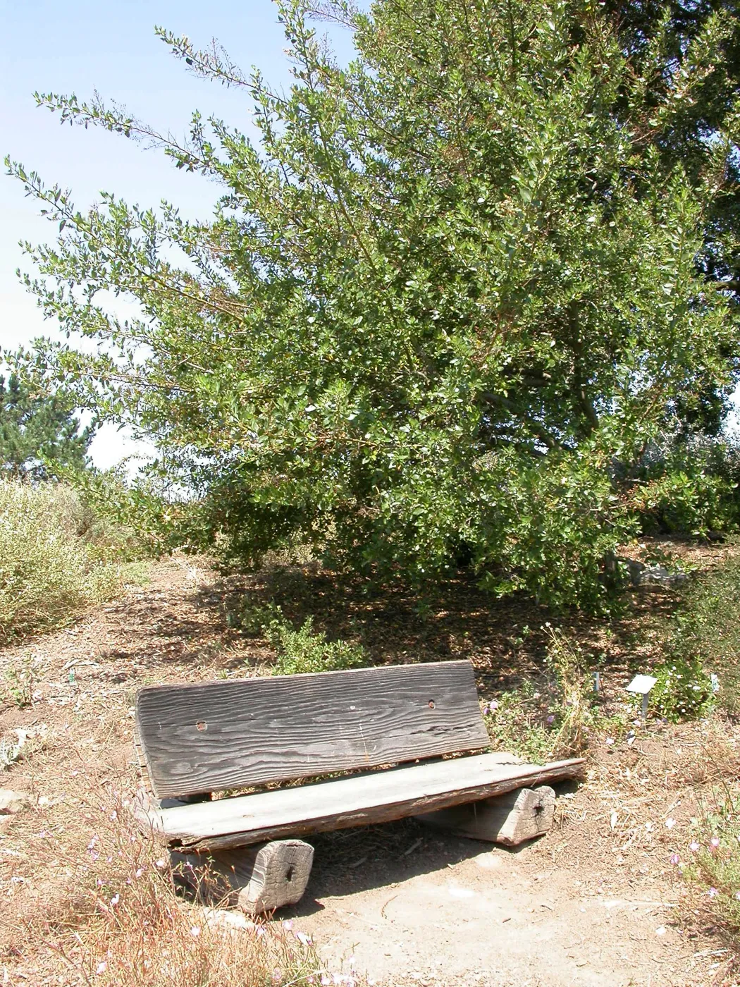 Wheeler Bench Plaque (Bench #62)