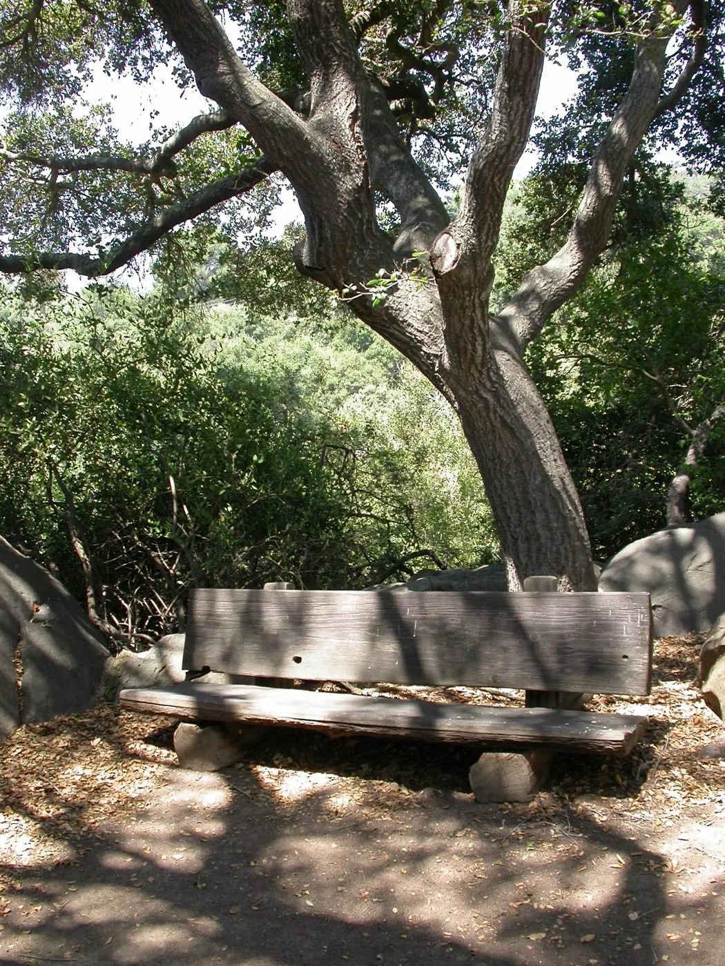 Webb Bench
