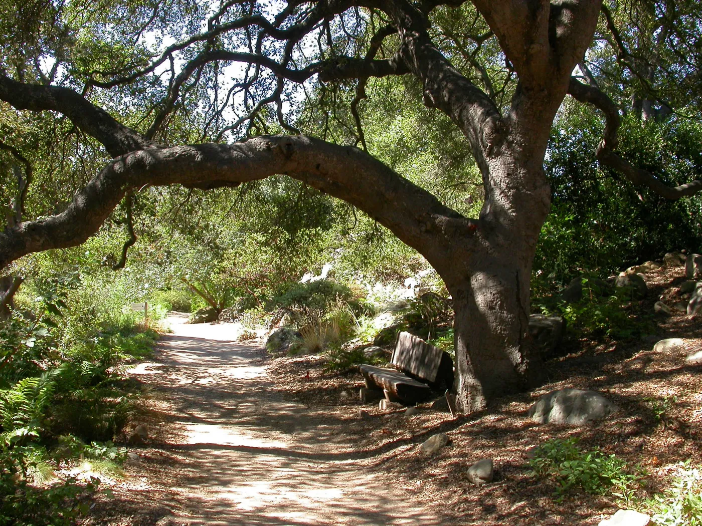Kipnis Bench in the Arroyo (Bench #59)