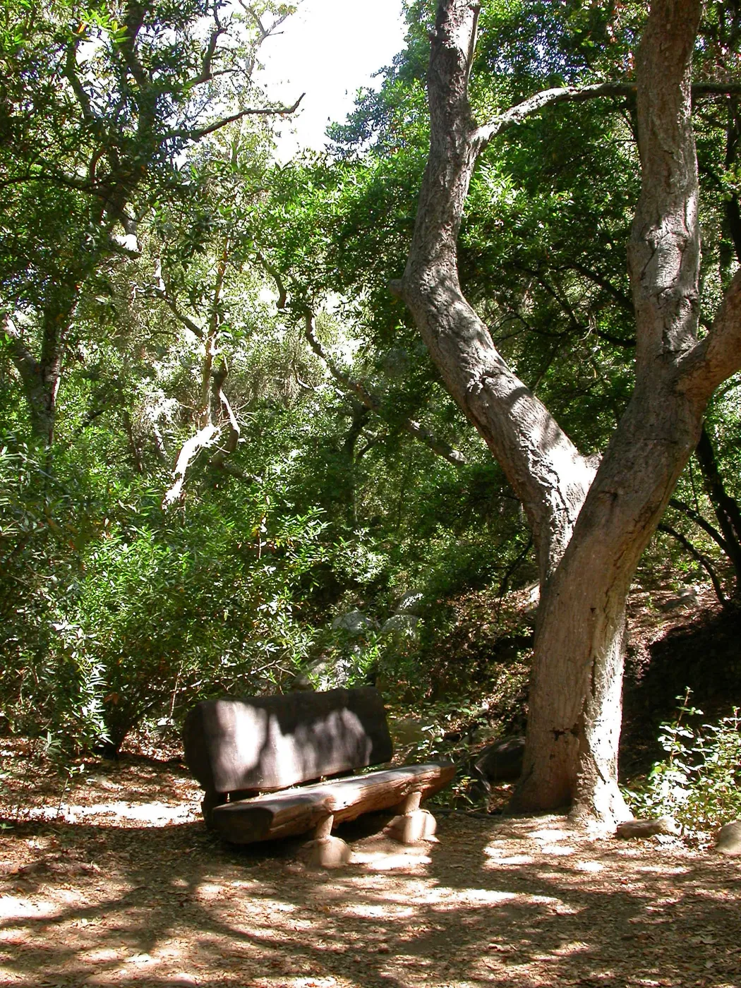 Emanuel Bench (Bench #41)
