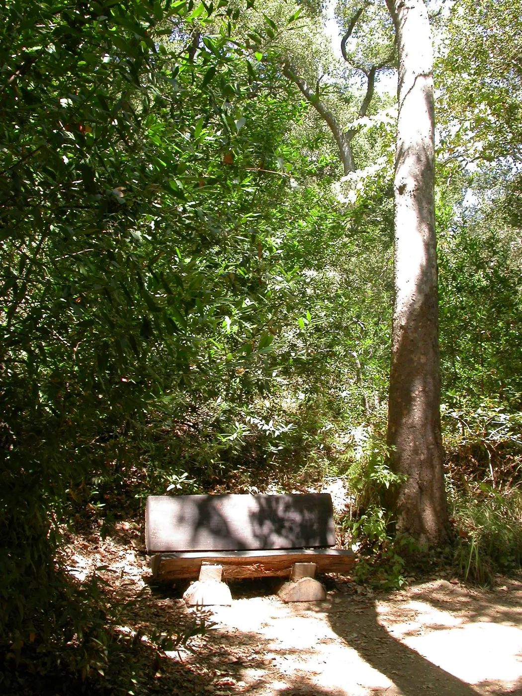 Coleman Bench (Bench #40)