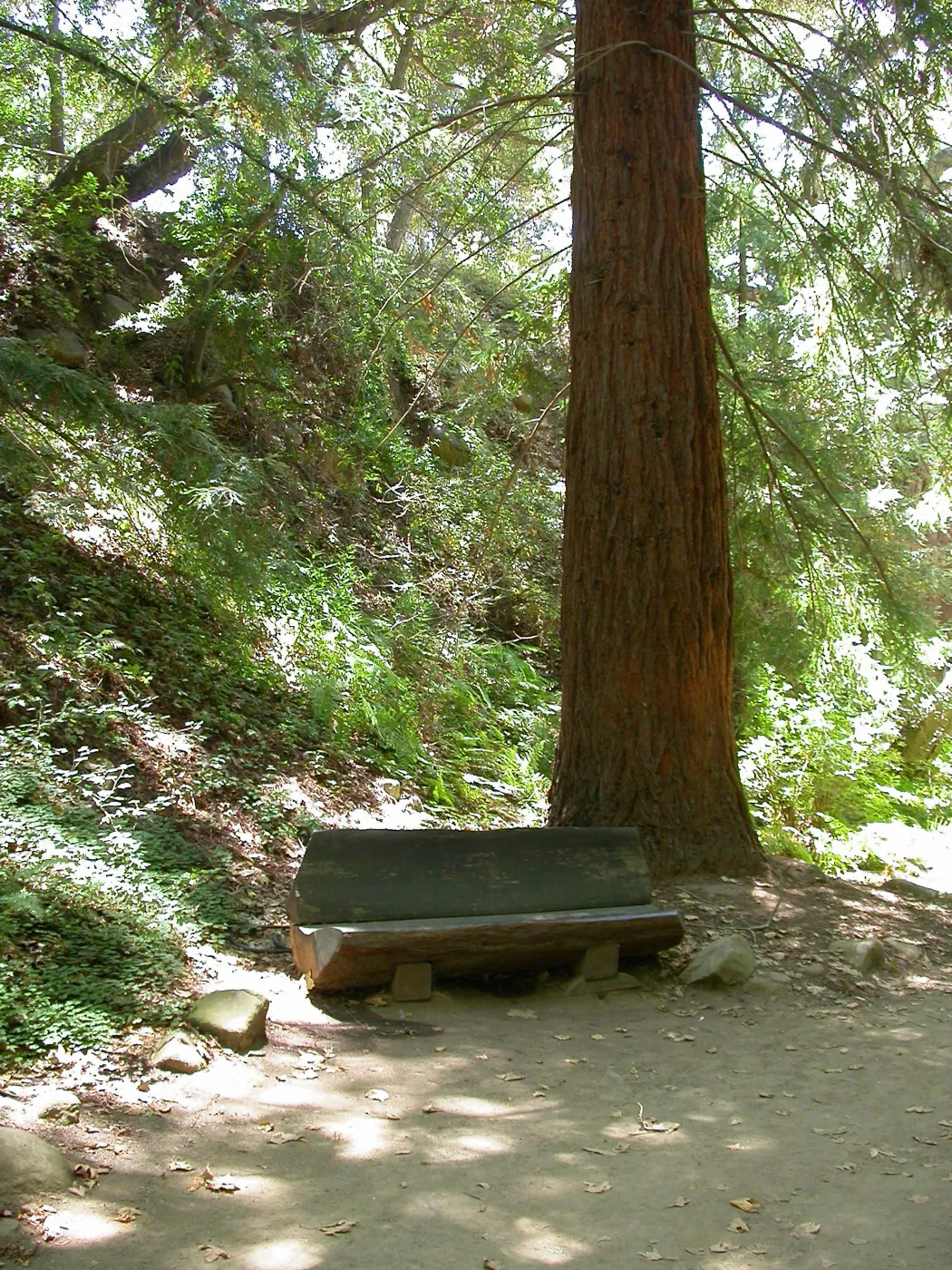 Levy Bench in Redwood Section (Bench #25)