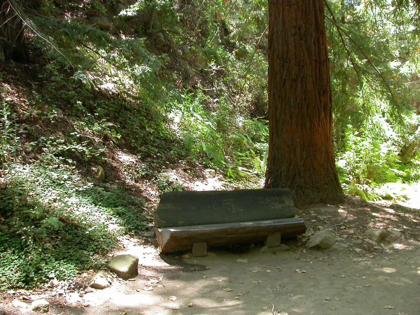 Levy Bench in Redwood Section (Bench #25)