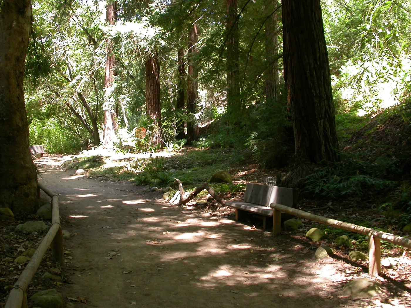 Nobs Bench in the Redwood Section (Bench #29)