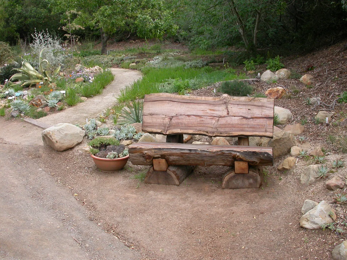 Wood Bench below Dudleya Display