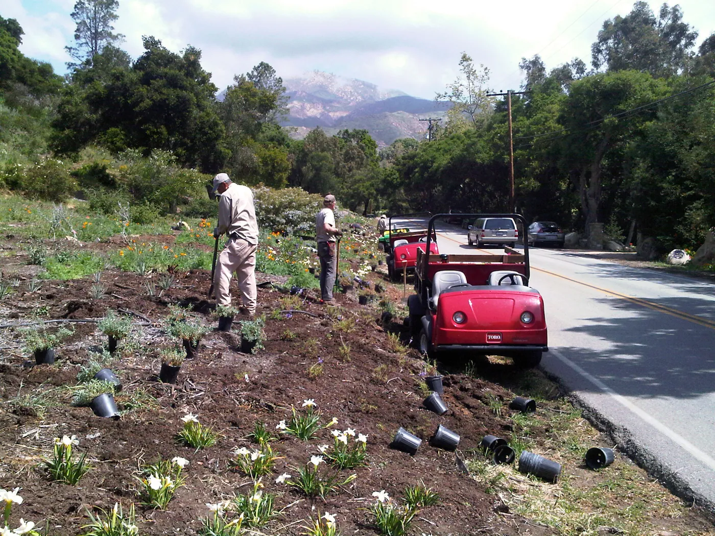 SBBG grounds staff planting the Mission Canyon/Tunnel Road triangle