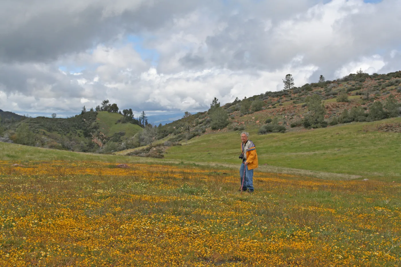 Bob Haller, wildflowers, Figueroa Mountain