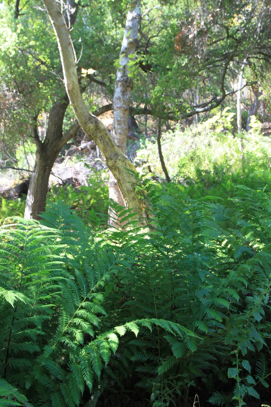 Woodwardia swamp, Arroyo Hondo