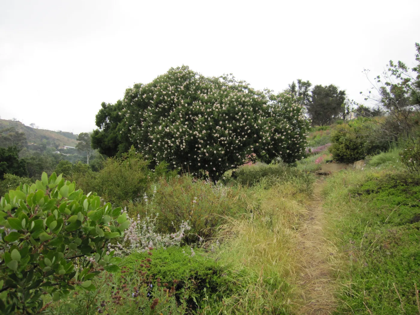 wildflowers on th Porter Trail, one year after the Jesusita Fire