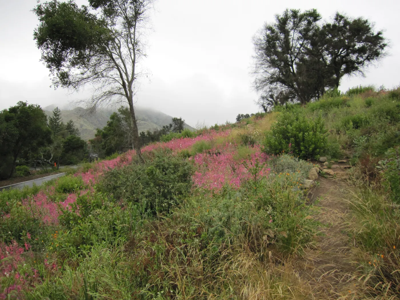 wildflowers on th Porter Trail, one year after the Jesusita Fire