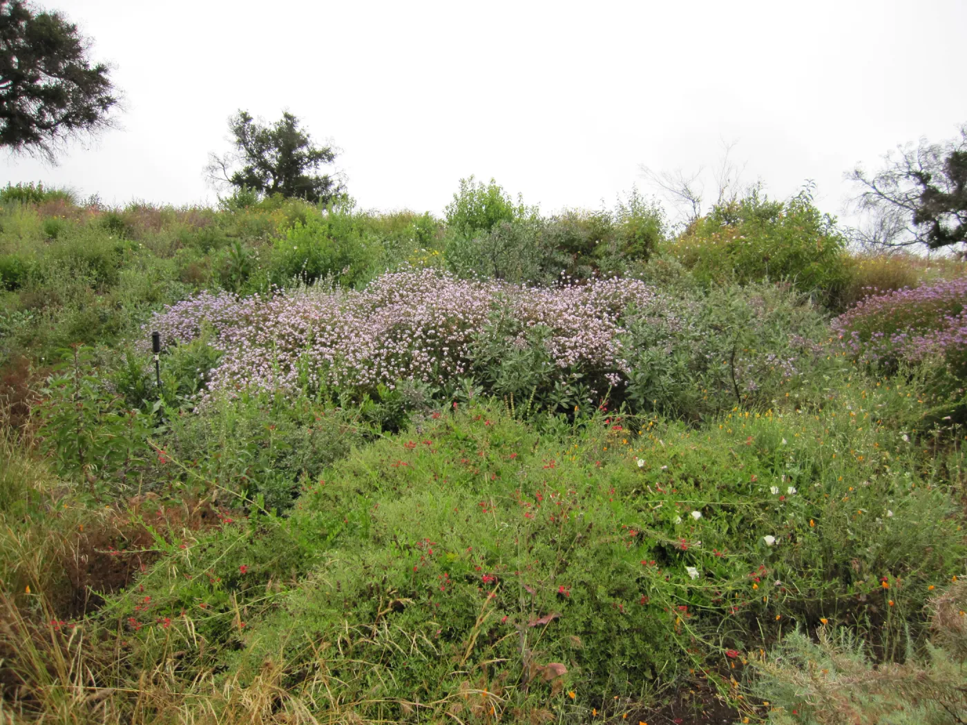 wildflowers on th Porter Trail, one year after the Jesusita Fire