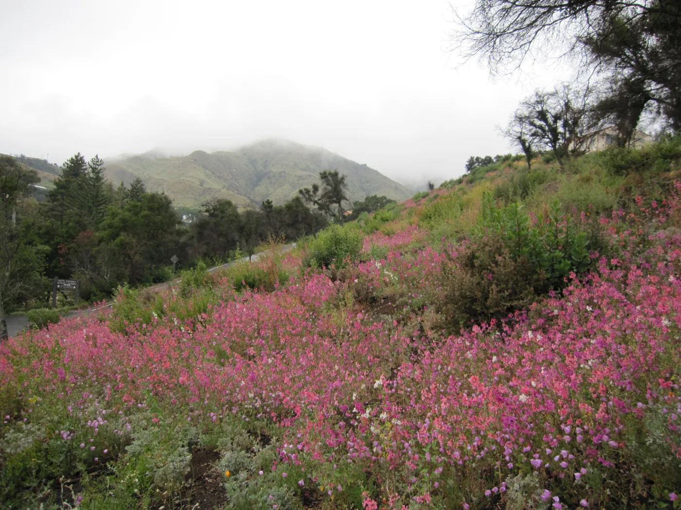 wildflowers on th Porter Trail, one year after the Jesusita Fire
