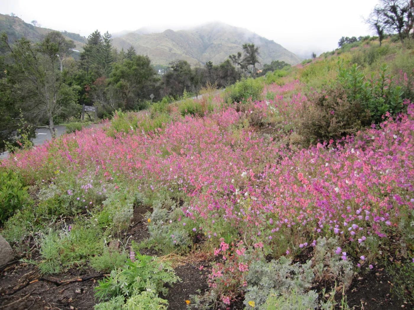 wildflowers on th Porter Trail, one year after the Jesusita Fire