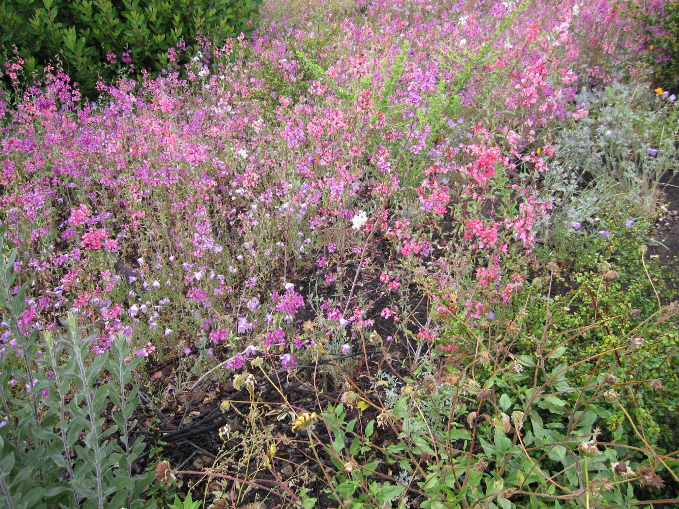 wildflowers on the Porter Trail, one year after the Jesusita Fire
