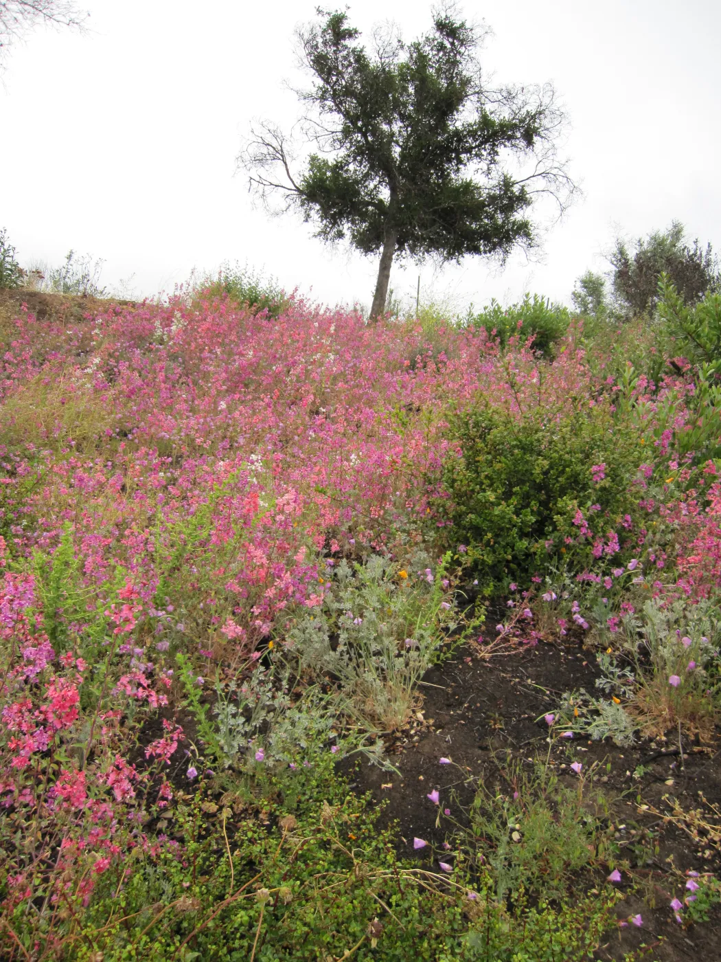 wildflowers on th Porter Trail, one year after the Jesusita Fire