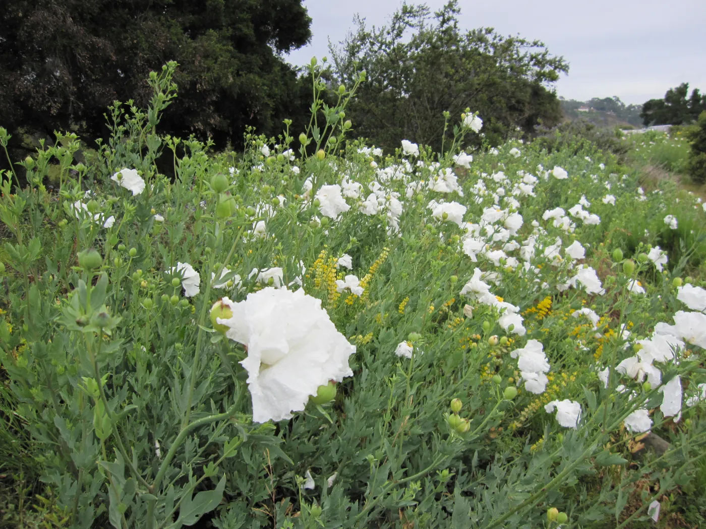 wildflowers on th Porter Trail, one year after the Jesusita Fire