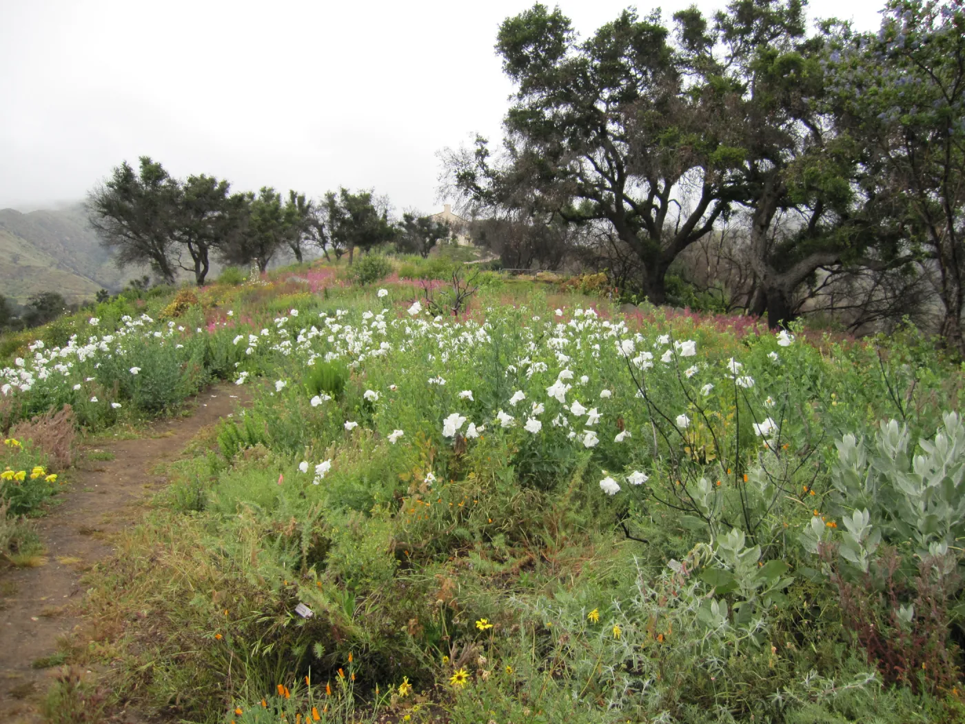 wildflowers on th Porter Trail, one year after the Jesusita Fire