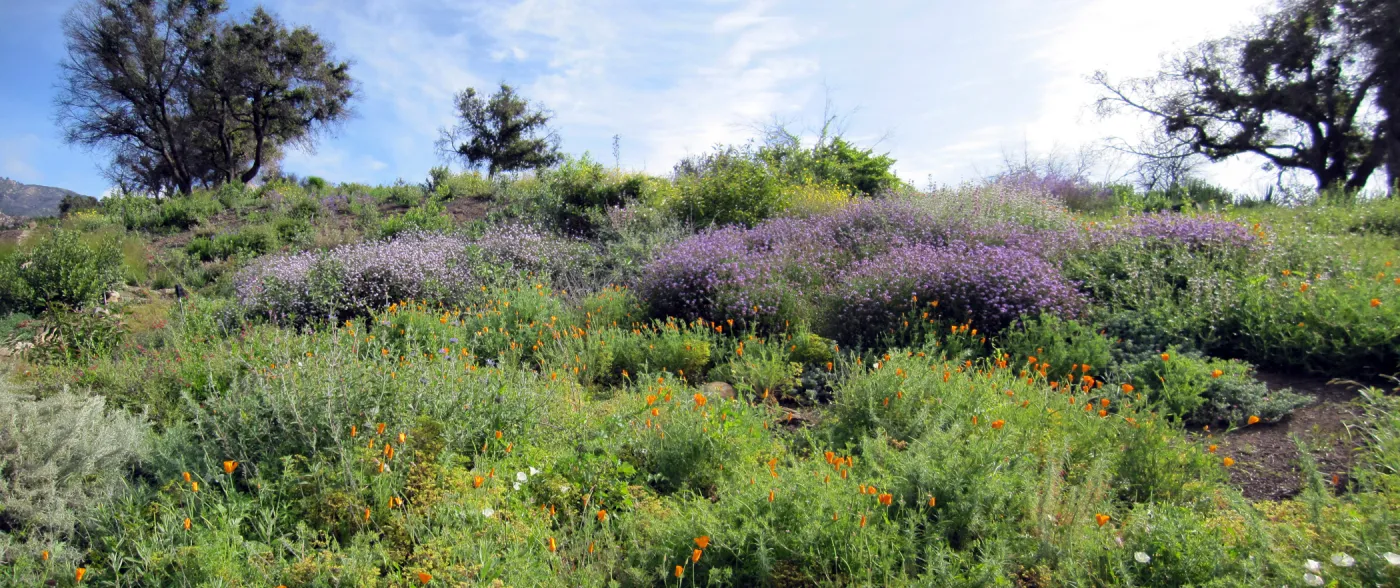 Porter Trail wildflowers, after the Jesusita Fire