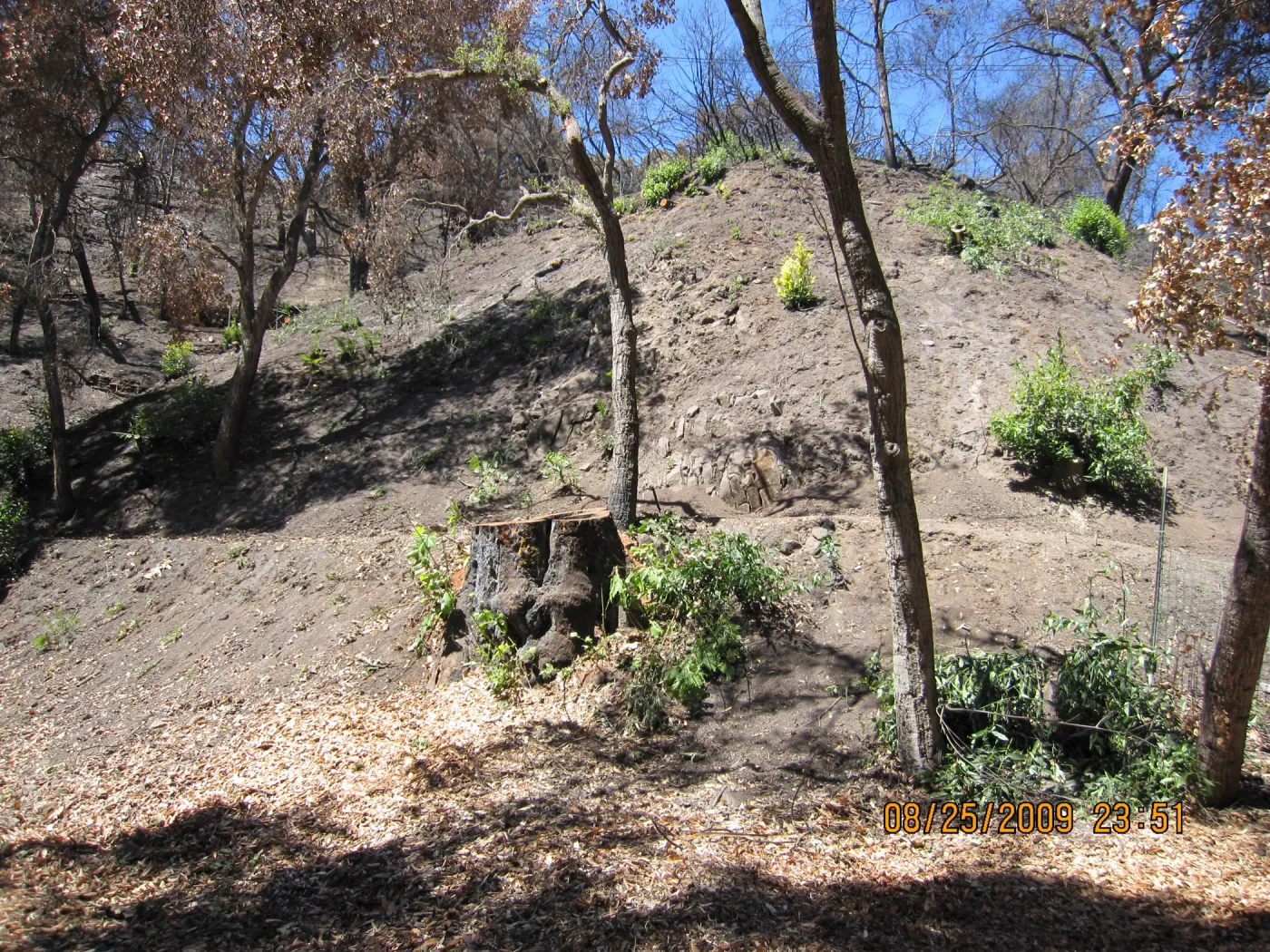 after trees were removed along the Canyon Trail, Mission Canyon after the Jesusita Fire