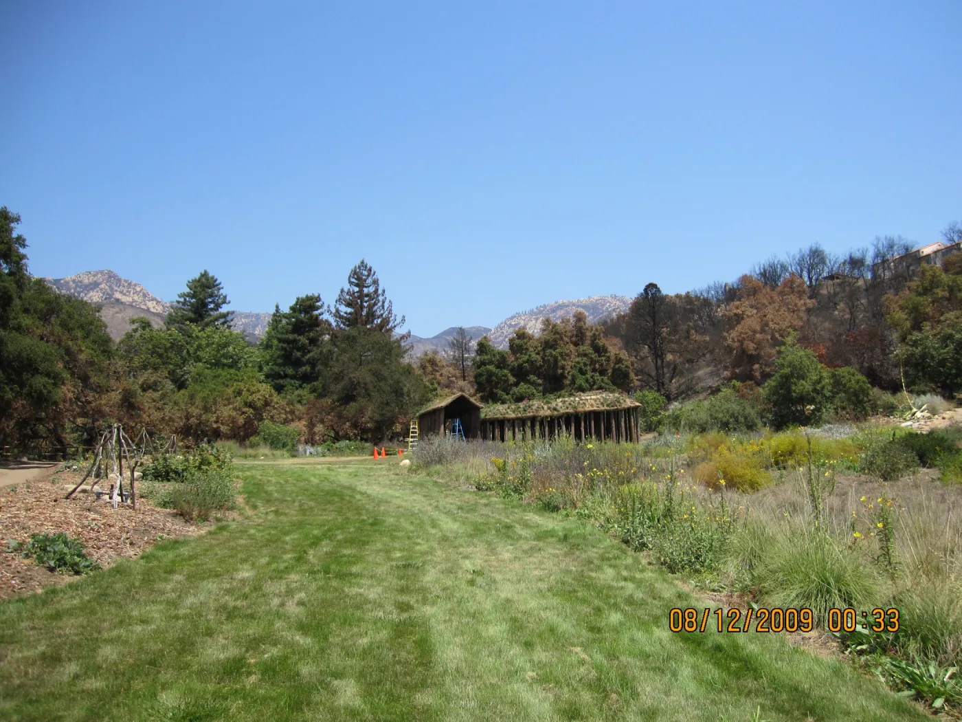Meadow lawn