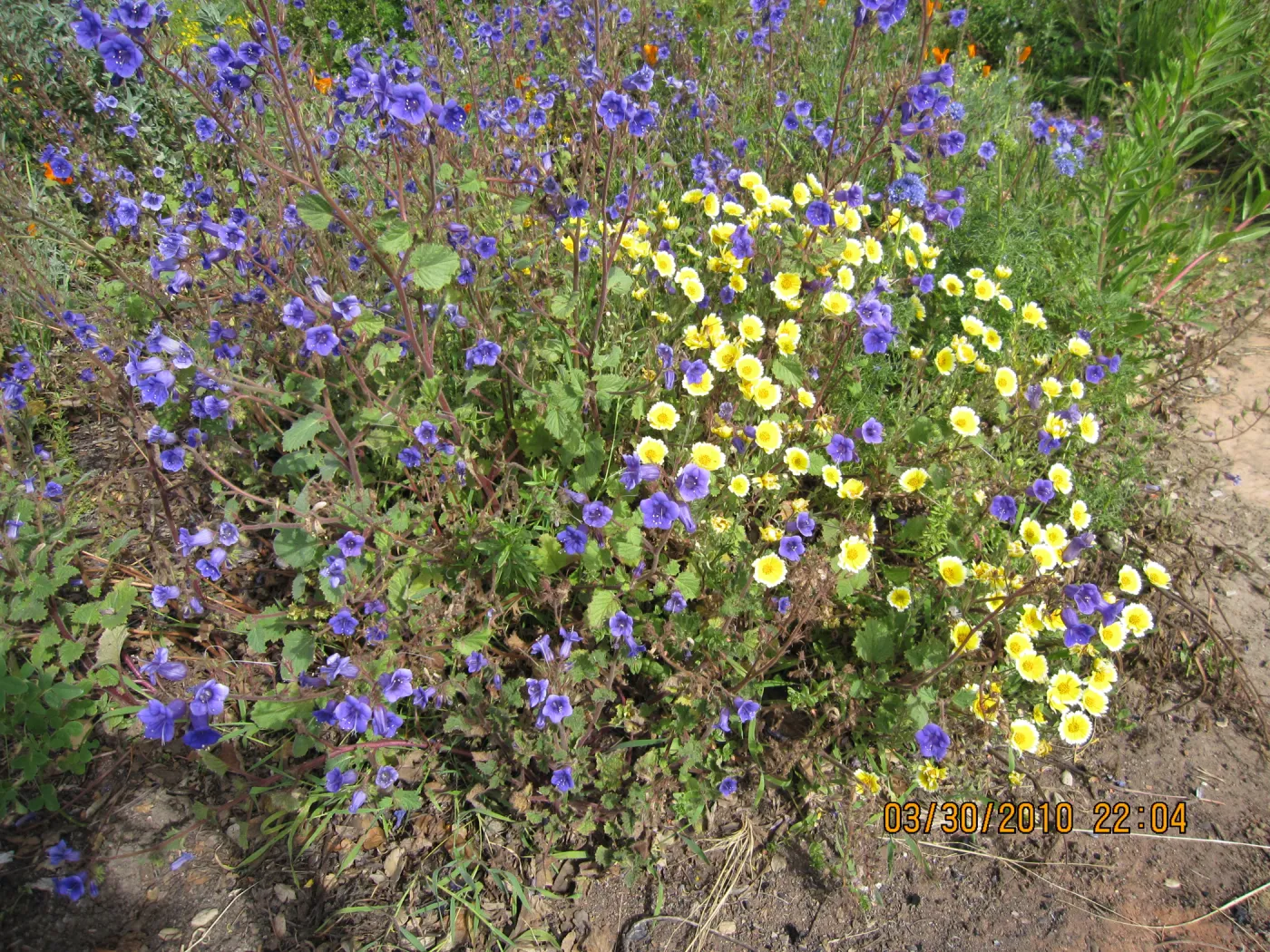 Porter Trail wildflowers, after the Jesusita Fire