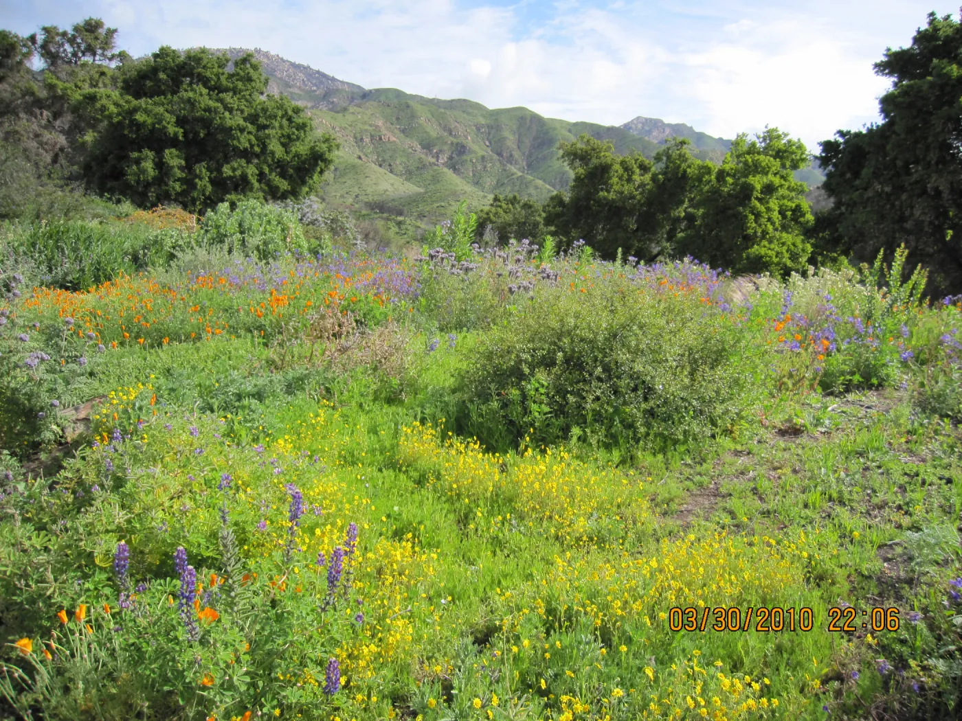 Porter Trail wildflowers, after the Jesusita Fire