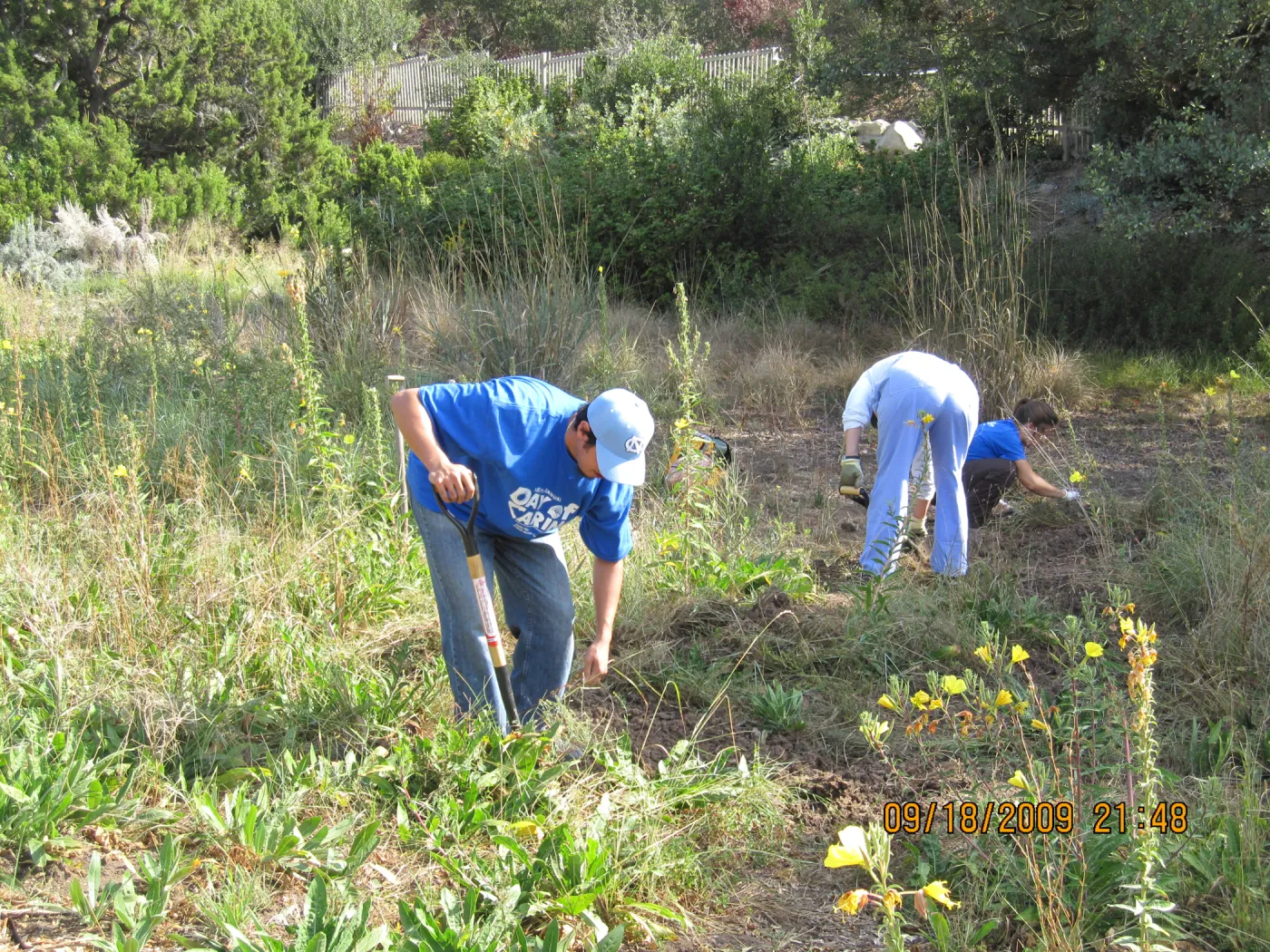 Day of Caring, volunteer activity