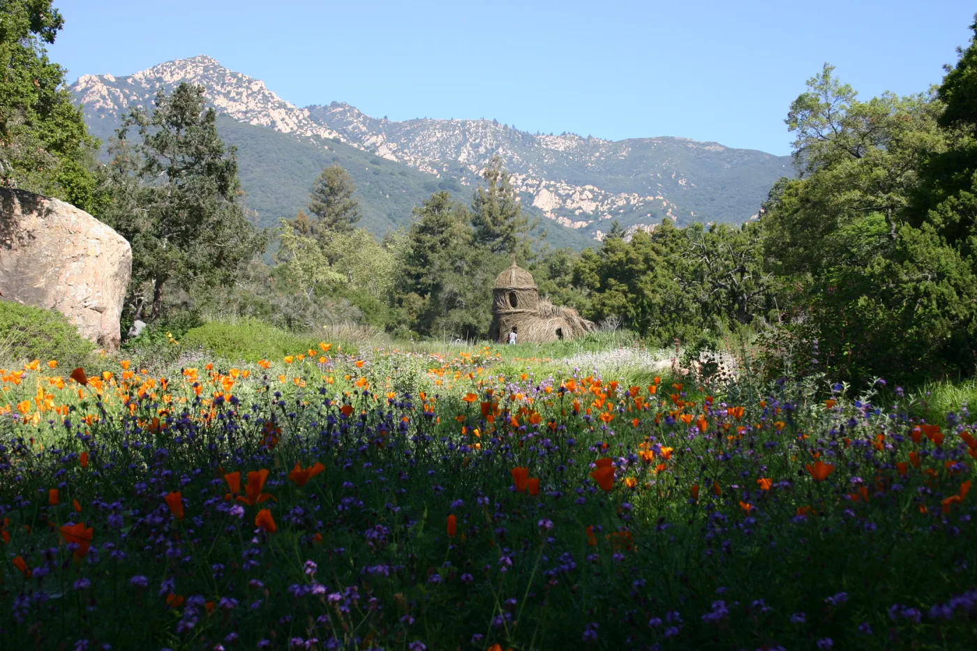 Toad Hall, wildflowers in the Meadow