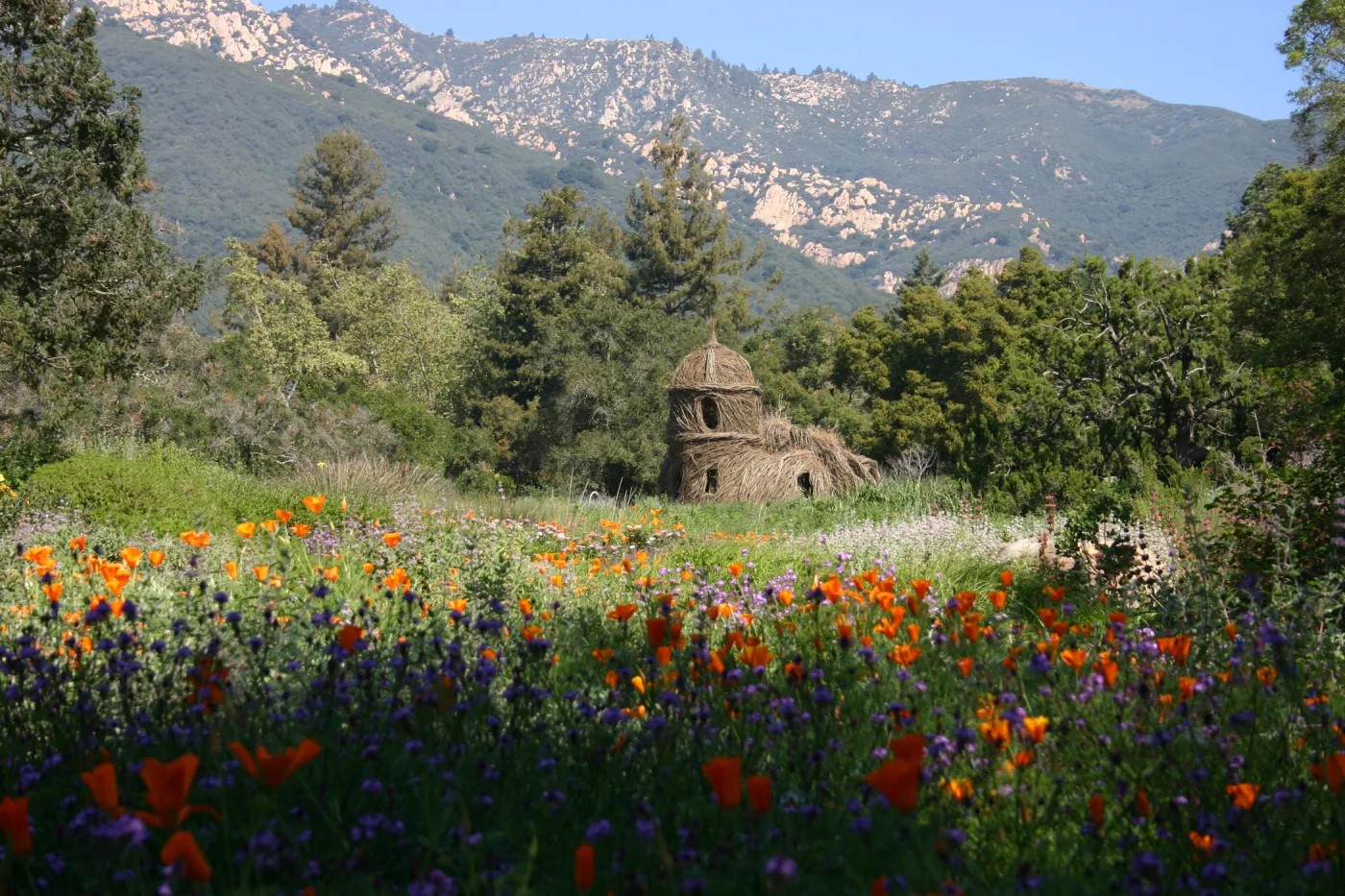 Toad Hall, wildflowers in the Meadow