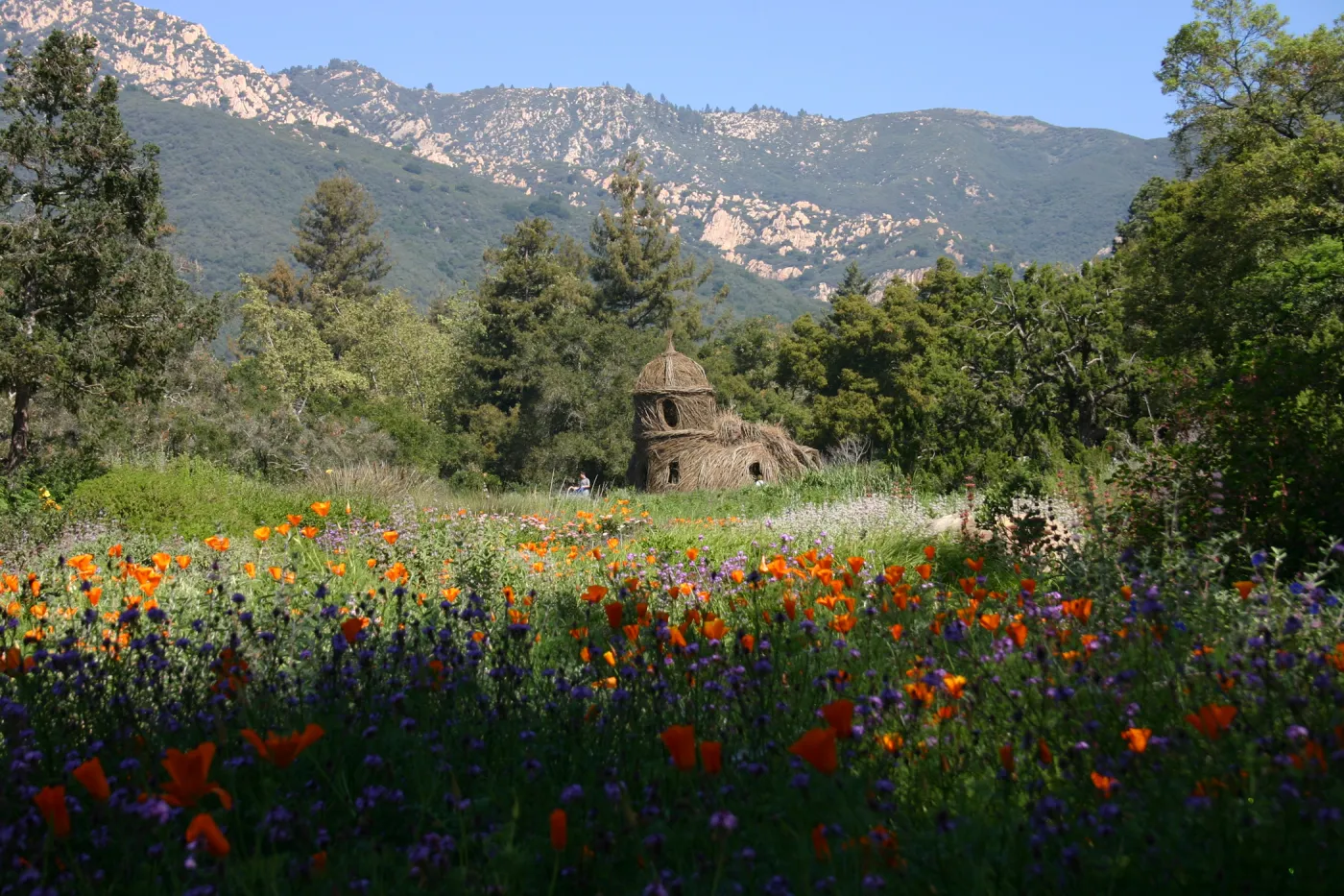 Toad Hall, wildflowers in the Meadow