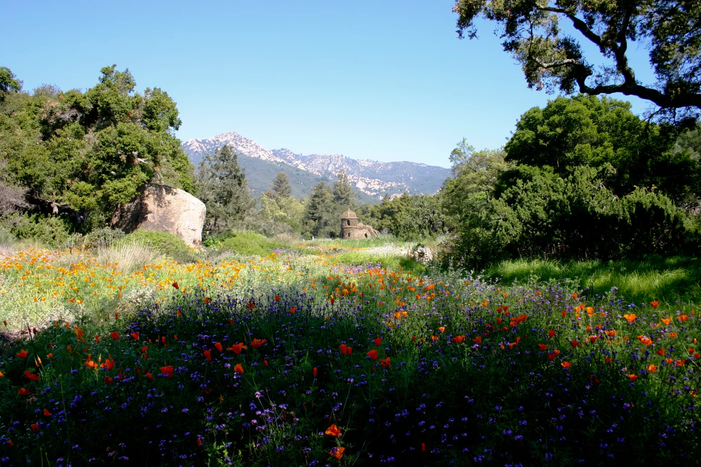 Toad Hall, wildflowers in the Meadow