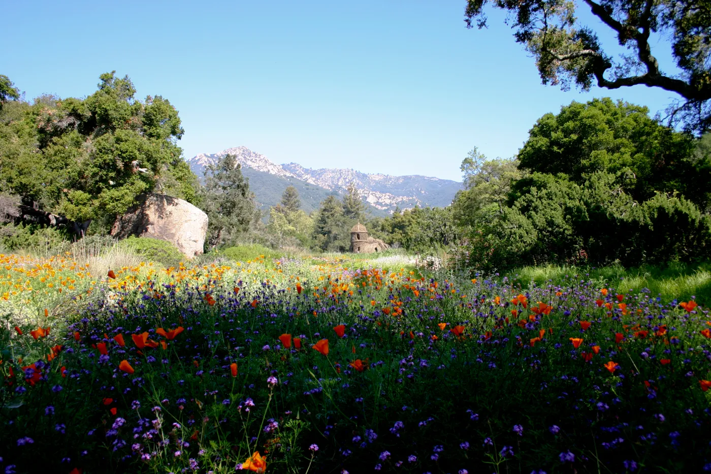 Toad Hall, wildflowers in the Meadow