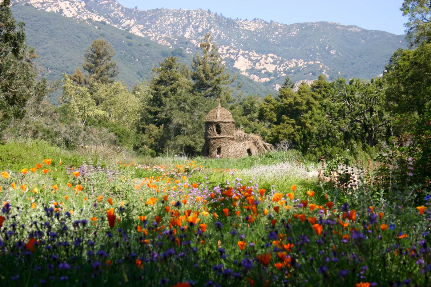 Toad Hall, wildflowers in the Meadow