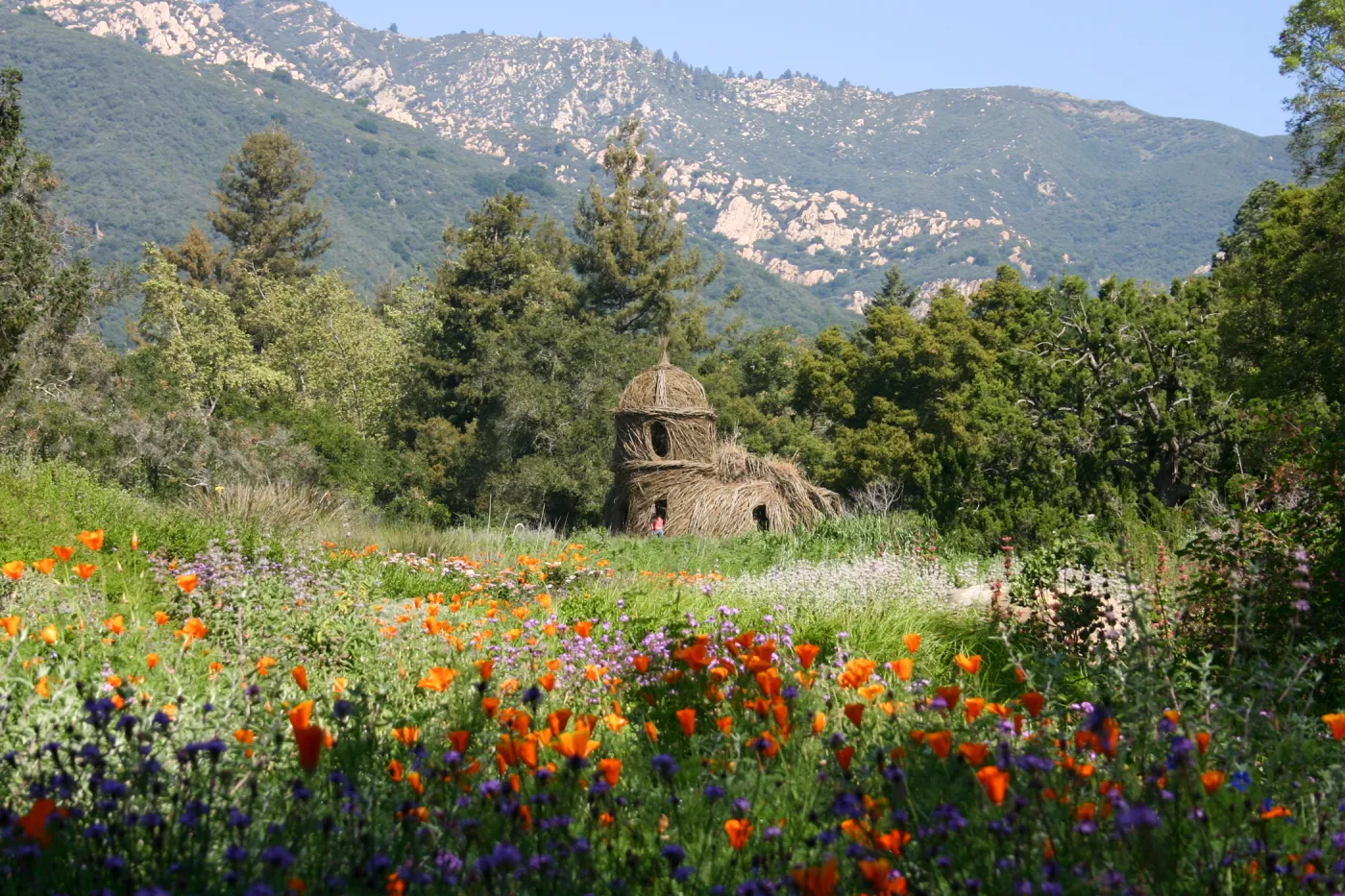 Toad Hall, wildflowers in the Meadow