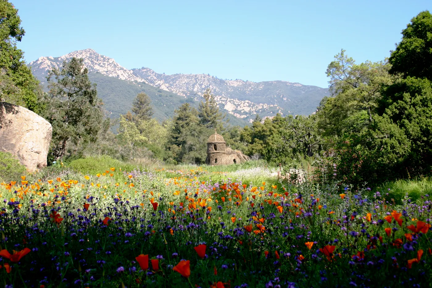 Toad Hall, wildflowers in the Meadow