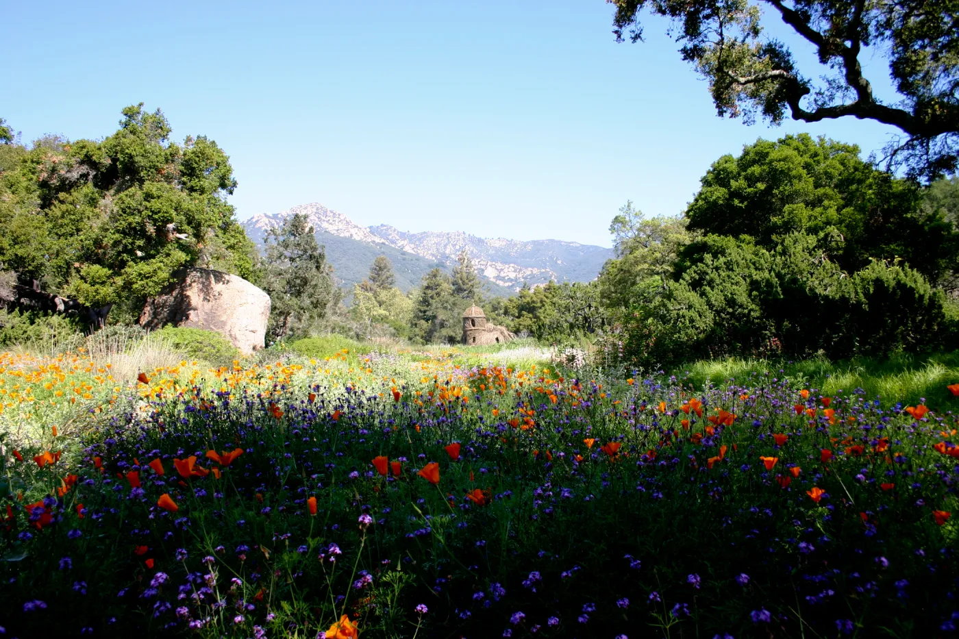Toad Hall, wildflowers in the Meadow