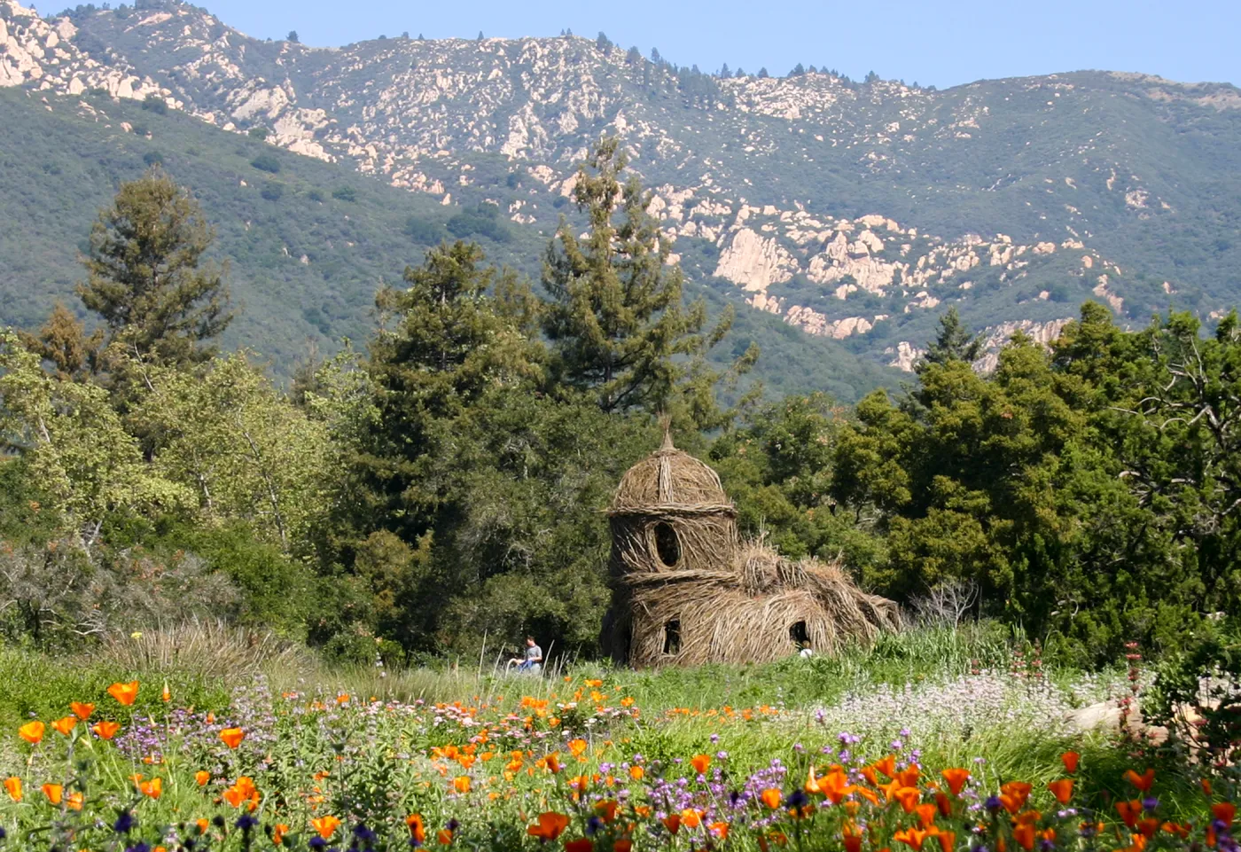 Toad Hall, wildflowers in the Meadow