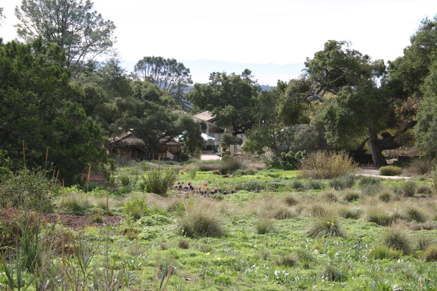 Meadow view to Santa Cruz Island