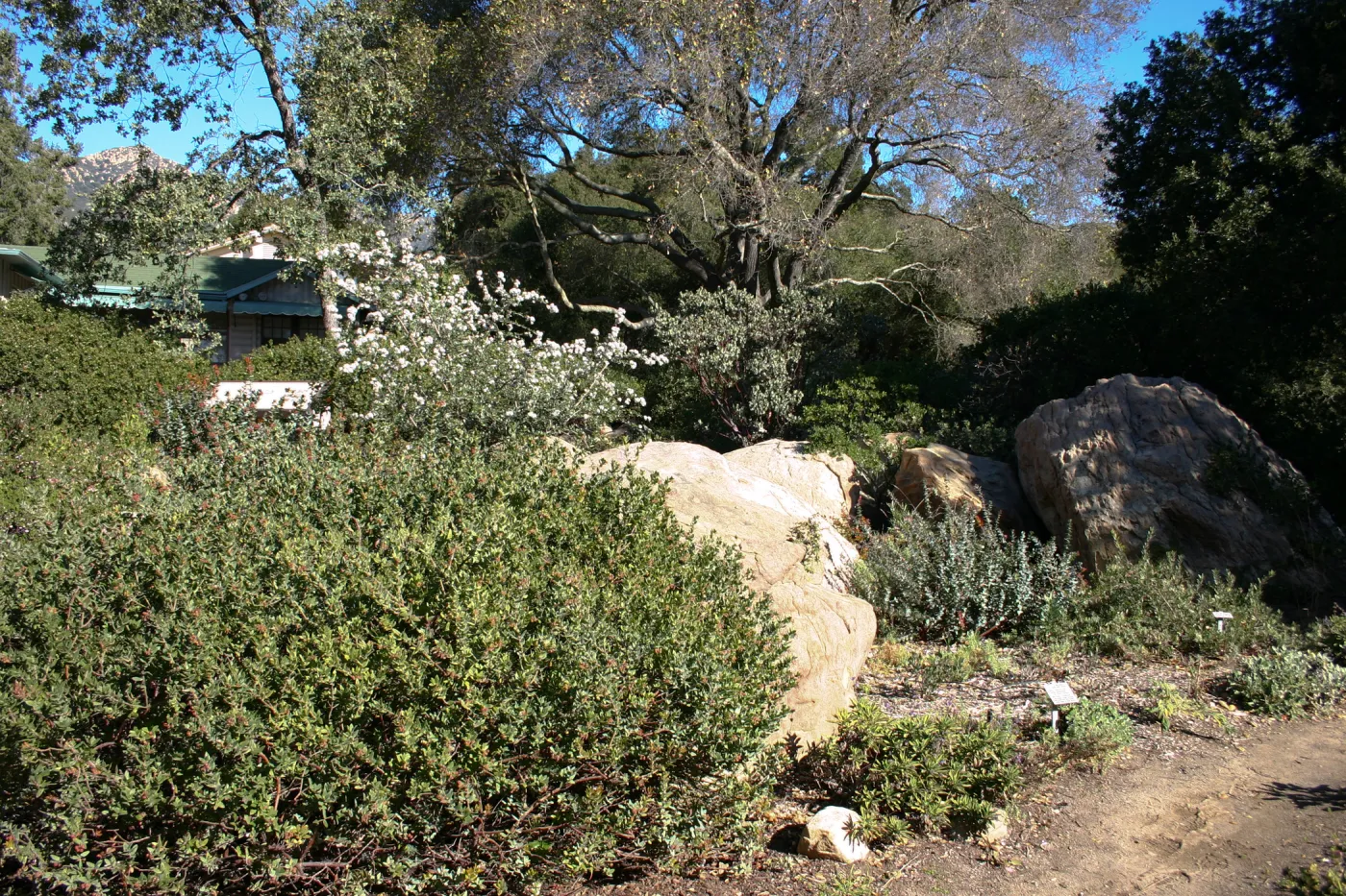 Manzanita section, behind the Cottage