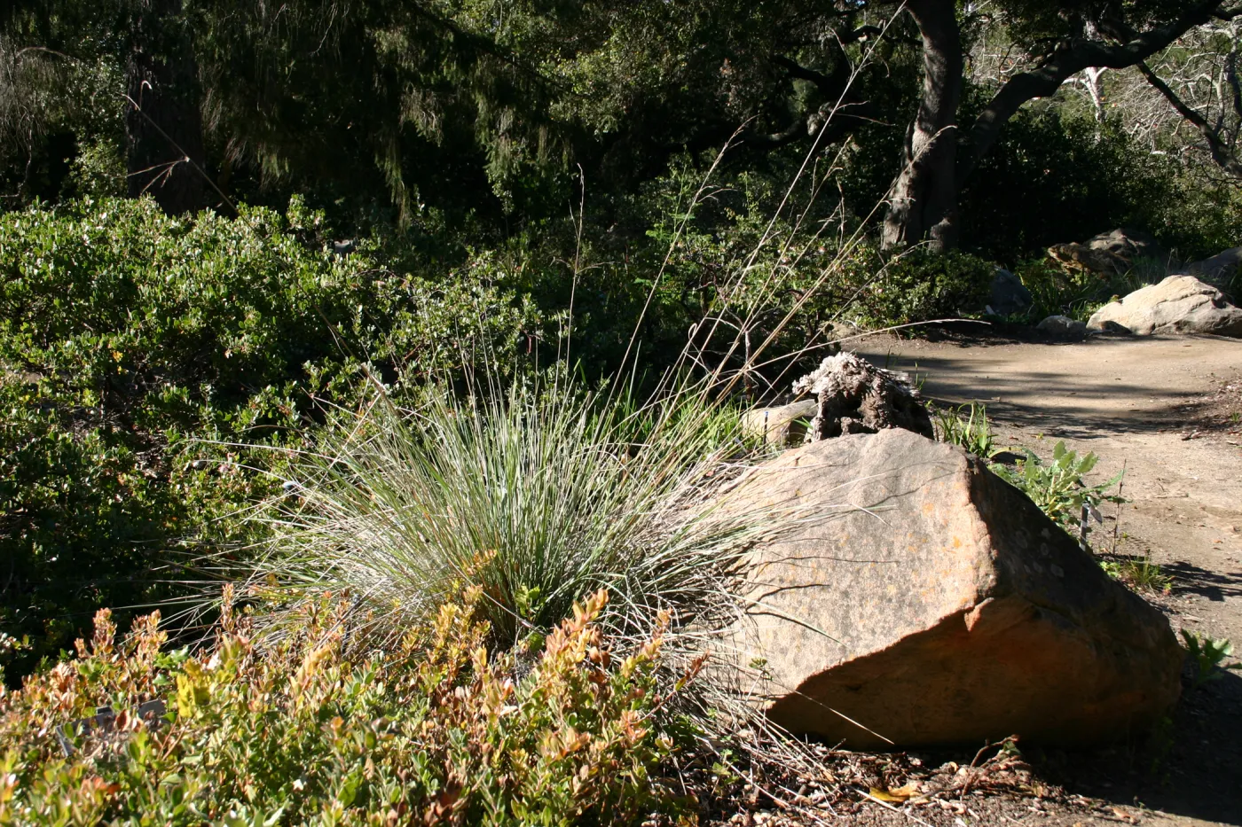 Manzanita section, behind the Cottage