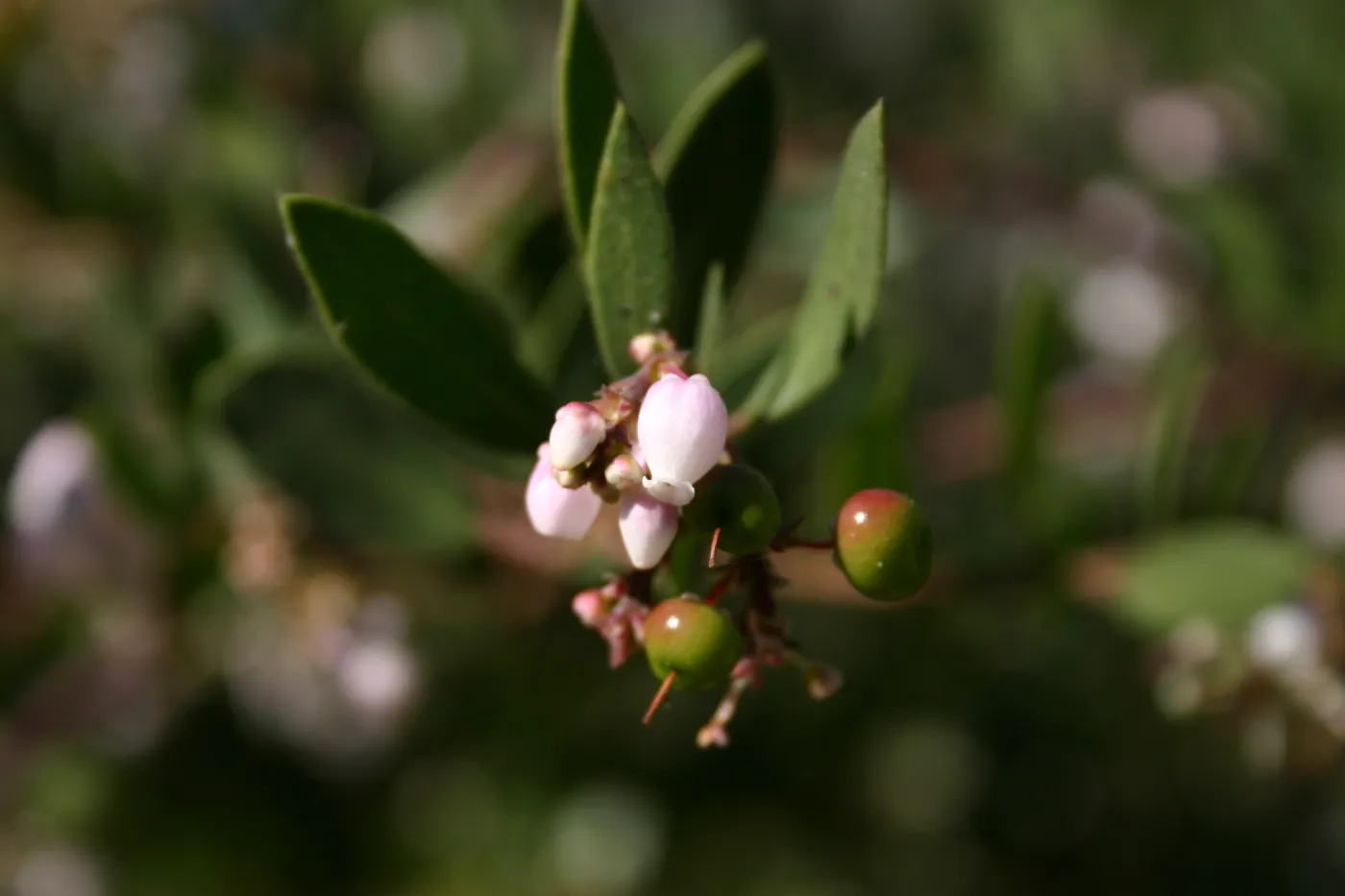 Manzanita flowers and fruits, SBBG Manzanita Section