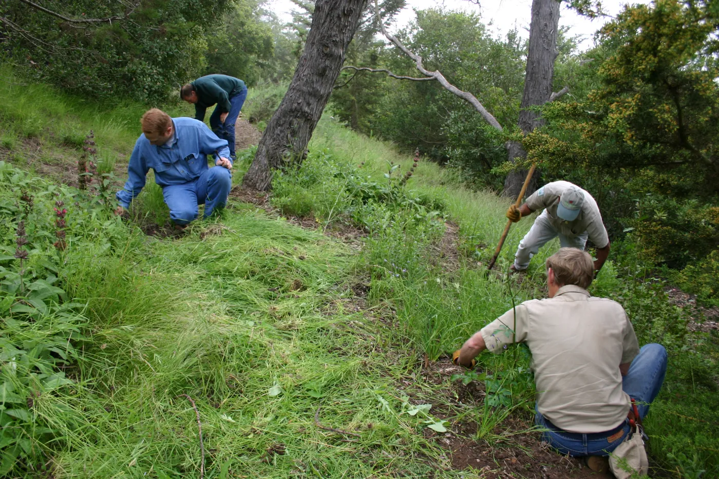 SBBG grounds crew weeding on the Porter Trail slope