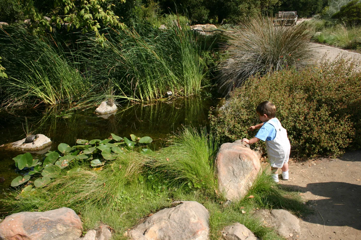 boy looking at the pond