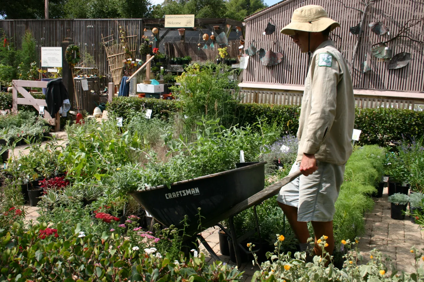 staff and volunteers setting up in the Courtyard, Fall Plant Sale, 2006
