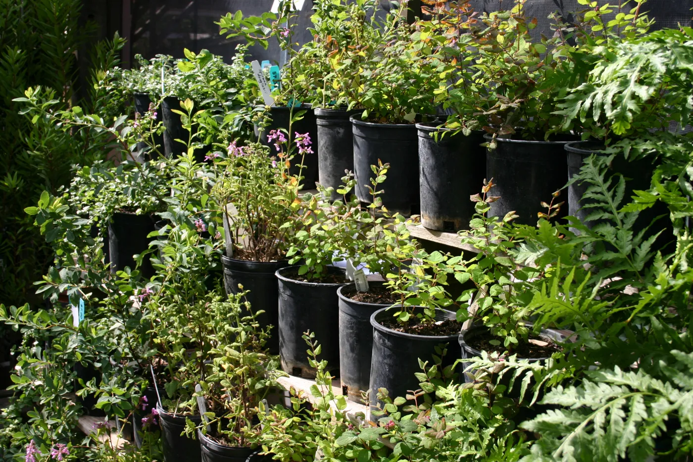 rows of potted plants inside the Garden Growers Nursery, Fall Plant Sale, 2006