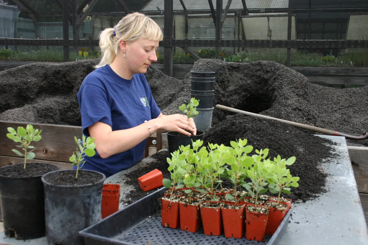 Lucy, Potting up plants at the Hort Unit